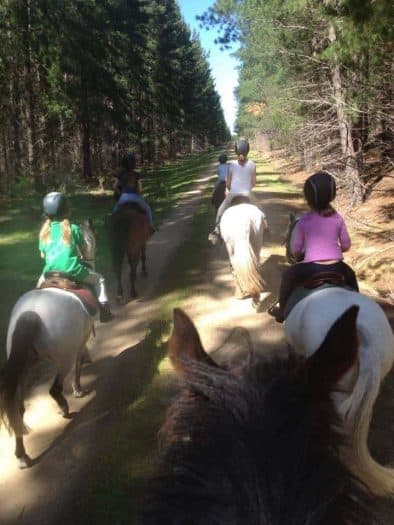 There are 5 children enjoying a horse ride in Gippsland through the pine plantations. They are all on different coloured horses and the picture is taken from someone also on a horse. You can see the picture taken over the horses ears