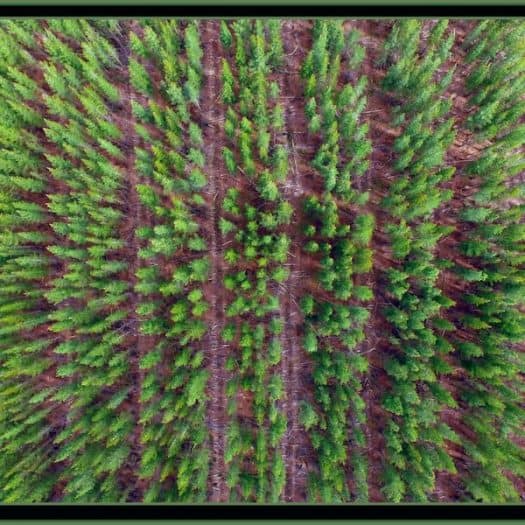 When you are fkying a drone in Gippsland you can get amazing pictures of the Pine treesfrom above. They are in perfect rows and a very green off set by the brown from the dirt ground