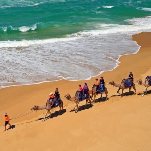 Camels on the beach in Lakes Entrance