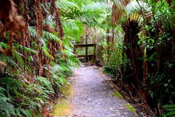 a path surrounded by rain forest in Tarra Bulgar National Park