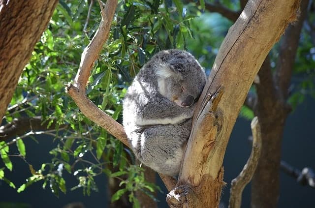 One of the best things to do near Paynesville is to see the cute native Koala colony at Raymond Island