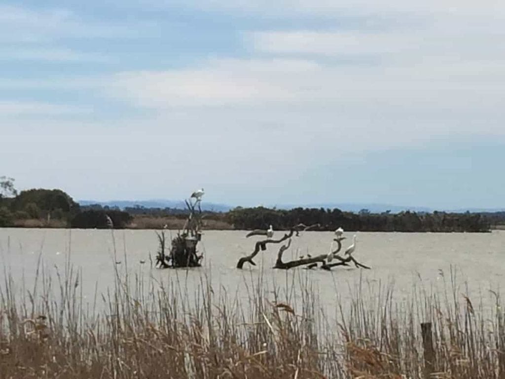There are sine birds sitting on a dry log in Lake Wellington. It is a cloudy day and the reeds on the bank are dry
