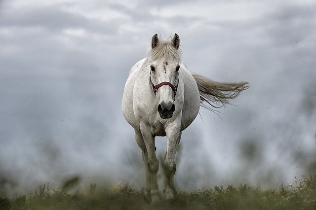 A white horse with a brown halter walks through the grass with mist behind it.