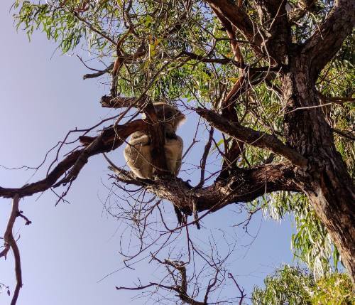 Koala raymond island