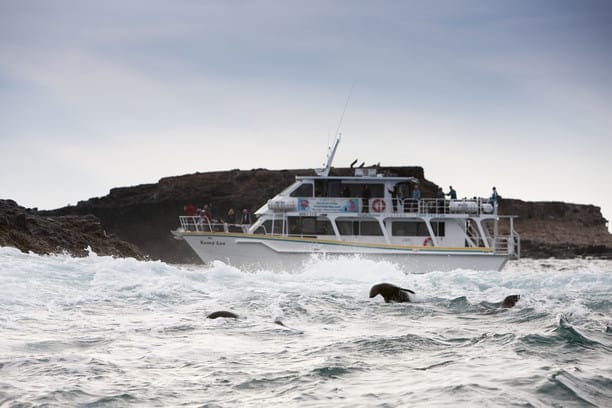 A boat in choppy waters with seals swimming around it