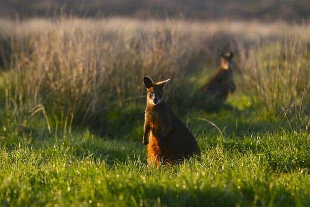 a wallaby standing in a green paddock of grass at sunset in Phillip Island