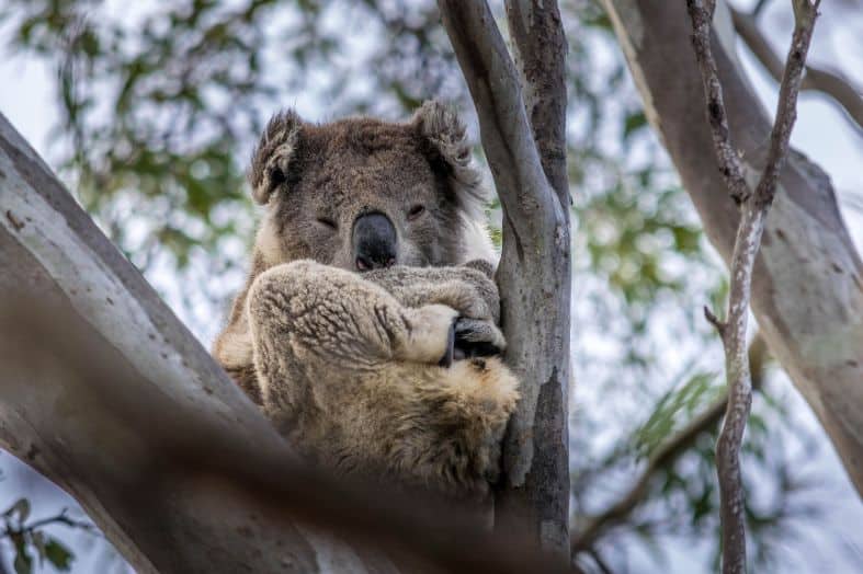 raymond island koala