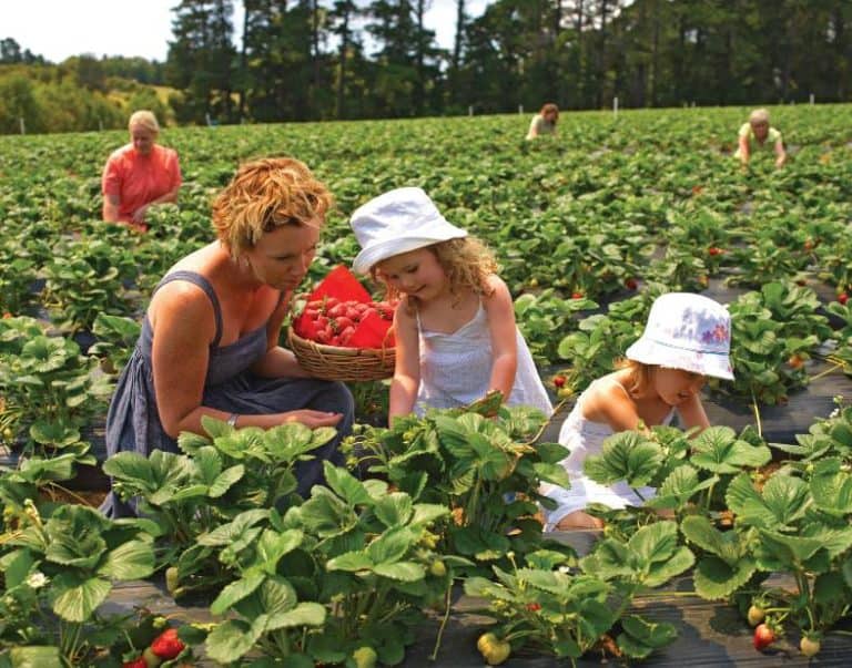 23 awesome things to do on the Mornington Peninsula this year Explore